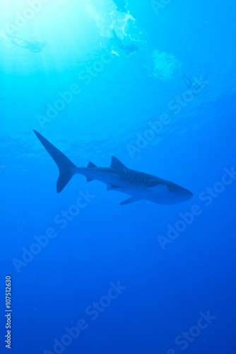 whale shark