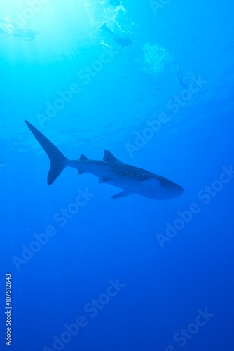 whale shark © divedog