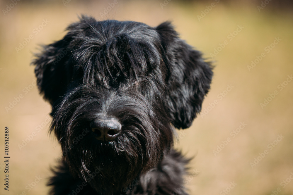 Close up of black Giant Schnauzer or Riesenschnauzer dog