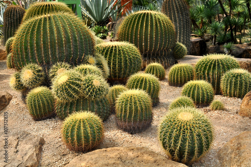 Exotic species of cactus in the Park 