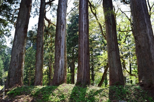 羽黒山の杉林 ／山形県鶴岡市の羽黒山参道の杉林を撮影した写真です。