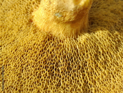 Closeup on the spongy pores on a bolete fungus photo
