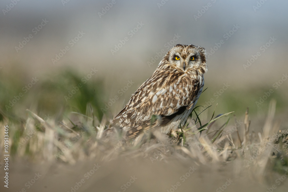 Short eared owl a beautiful owl with yellow eyes Short eared owl a beautiful owl with yellow eyes