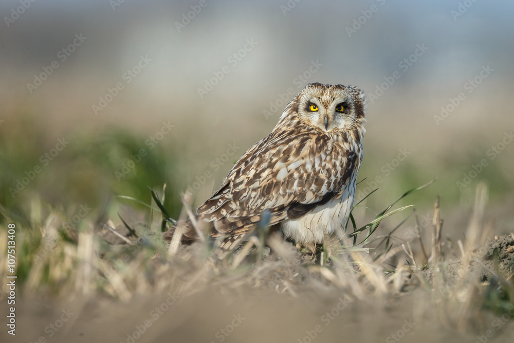 Short eared owl a beautiful owl with yellow eyes Short eared owl a beautiful owl with yellow eyes