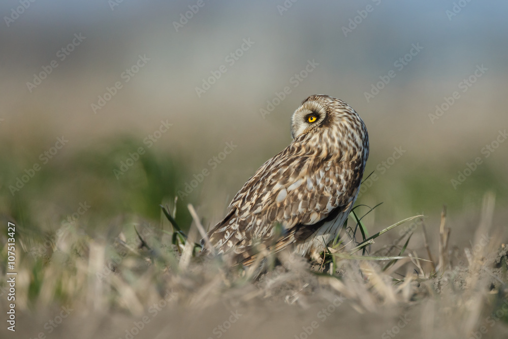 Short eared owl a beautiful owl with yellow eyes Short eared owl a beautiful owl with yellow eyes