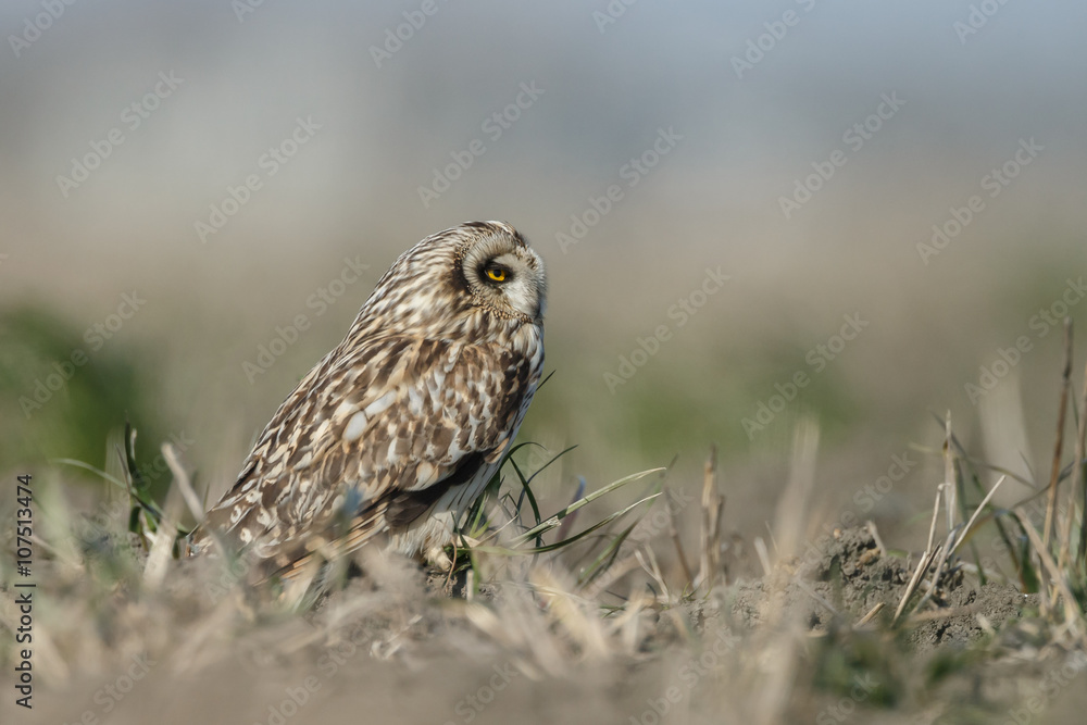 Short eared owl a beautiful owl with yellow eyes Short eared owl a beautiful owl with yellow eyes