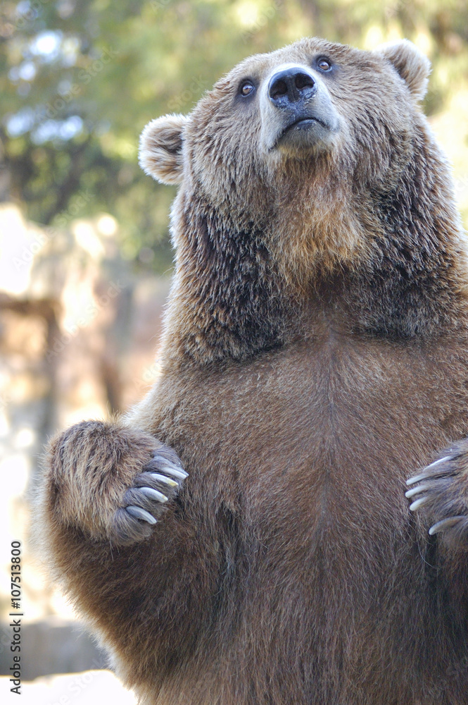 Brown bear (Ursus arctos) standing on his hind legs Brown bear (Ursus arctos) standing on his hind legs