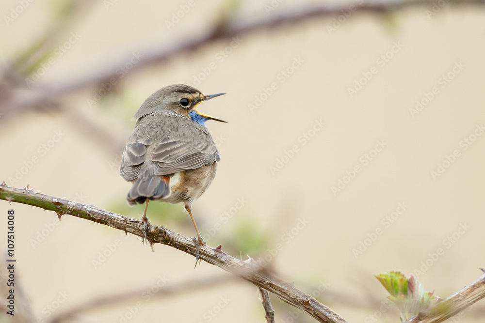 Fototapeta premium Singing Bluethroat on the stalk