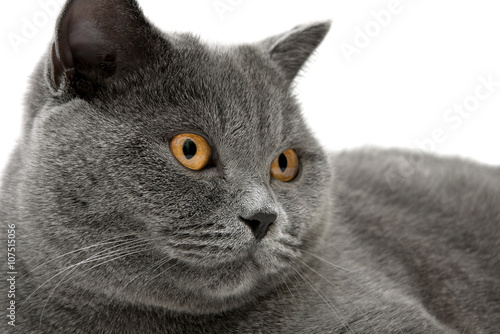 Portrait of a gray cat (breed Scottish straight) close-up.