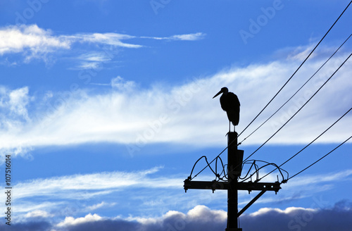 Silhouette of Wooly Neck Stork on Electricity Pole