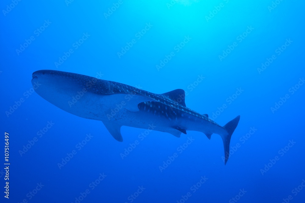 Fototapeta premium whale shark
