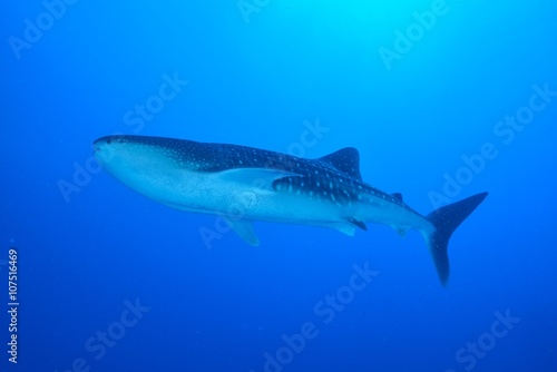 whale shark © divedog