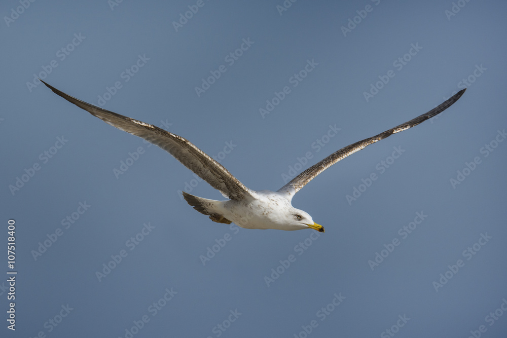 Seagull flying over Black Sea shore Seagull flying over Black Sea shore