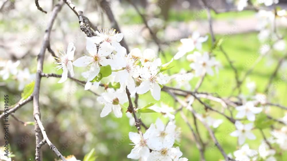 Flowers of the cherry blossoms on a spring day with green leaves. Macro shot. Flowers of the cherry blossoms on a spring day with green leaves. Macro shot.