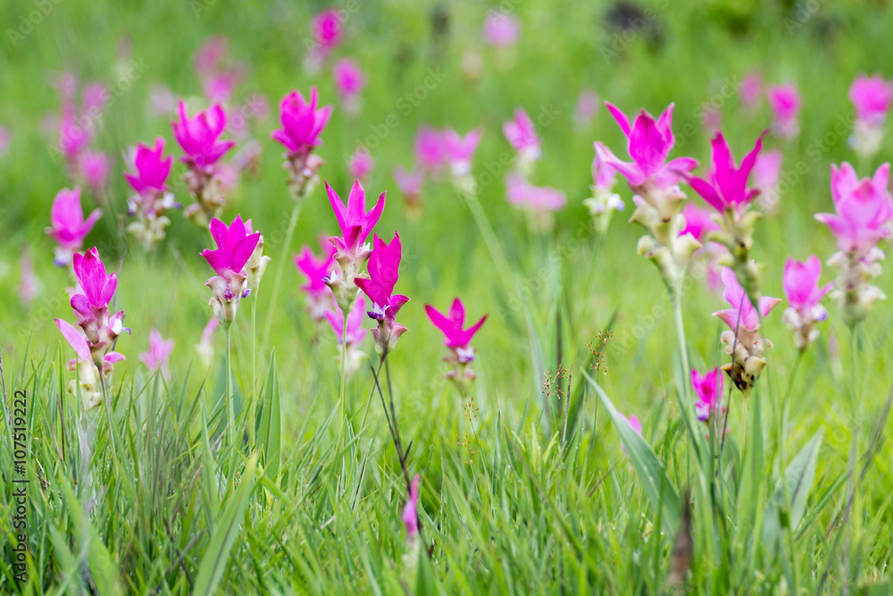 Meadows filled pink flowers, Siam Tulip,Curcuma alismatifolia Meadows filled pink flowers, Siam Tulip,Curcuma alismatifolia