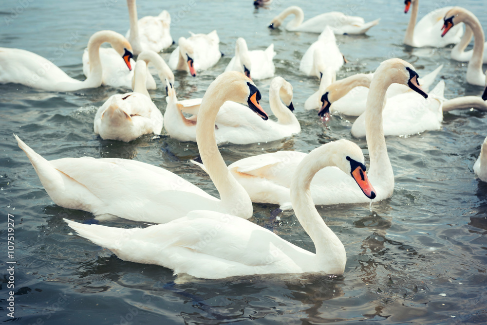 Obraz premium Swans in the water