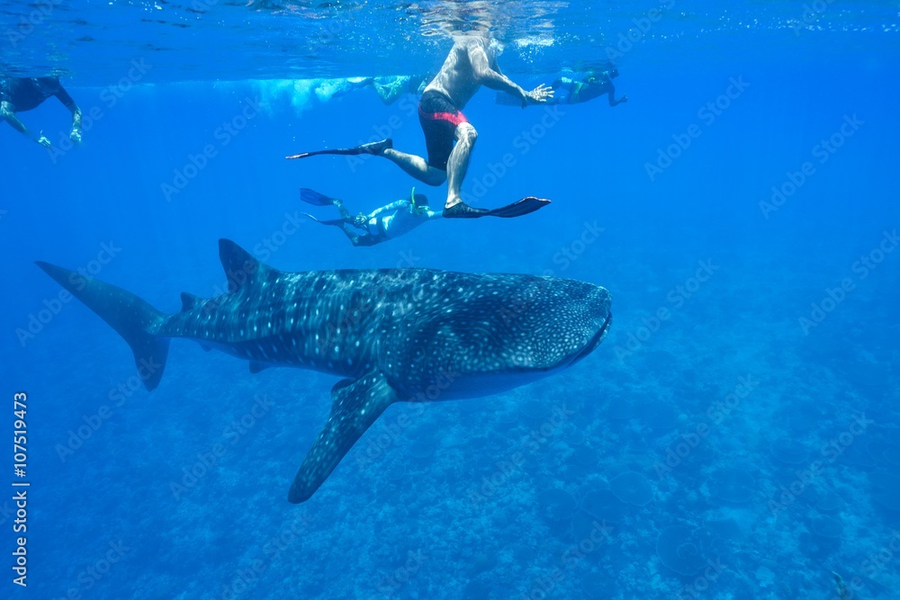 Fototapeta premium whale shark