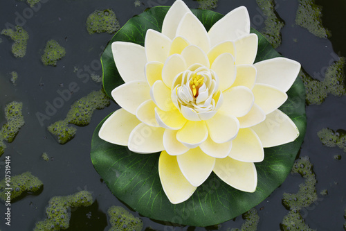 flower white Lotus in the pond