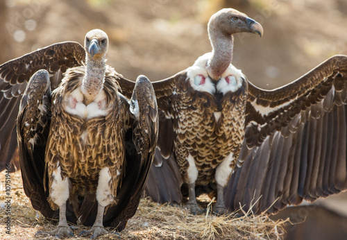 Photos Predator birds are sitting on the ground