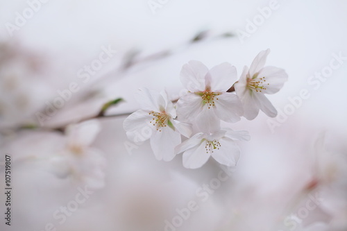 ふんわりと咲く桜