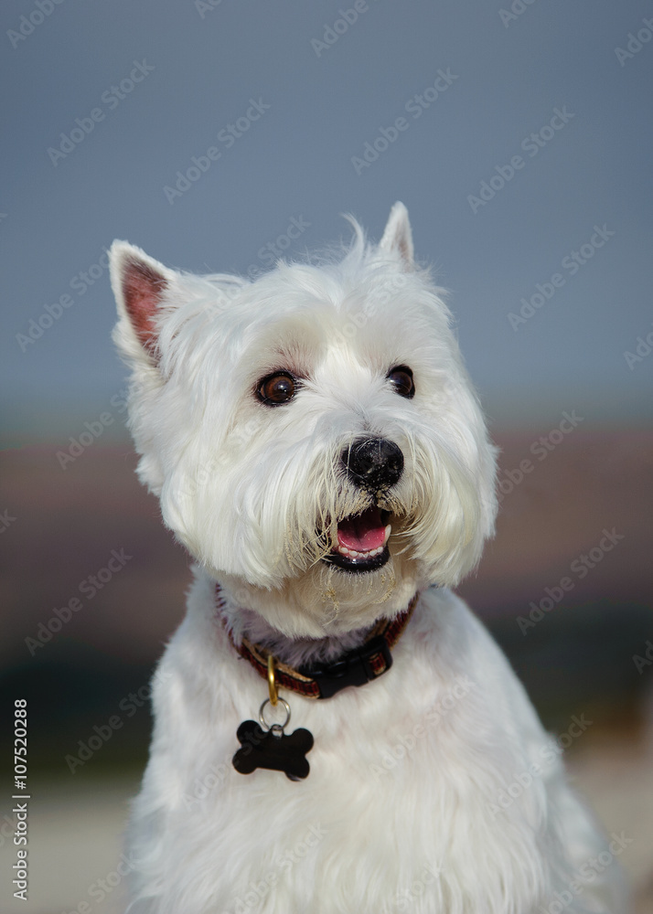 Portrait of happy White West Highland Terrier dog against blue sky