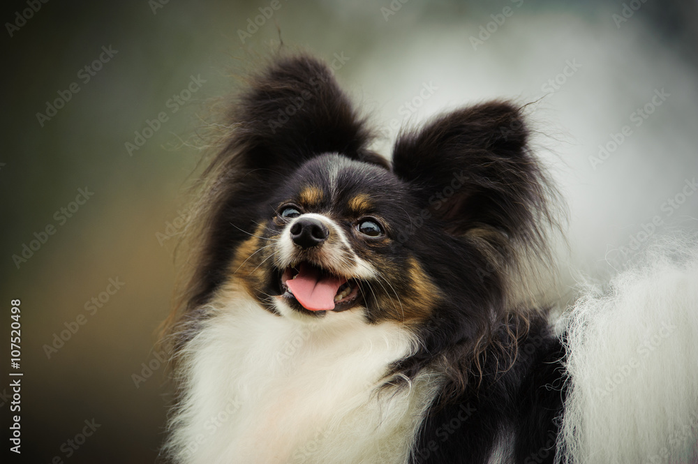 Portrait of Papillon with out of focus background