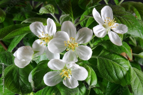 Japanese apple tree bonsai in bloom detail.