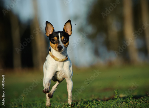 Canvas-taulu Toy Fox Terrier dog running straight at the camera