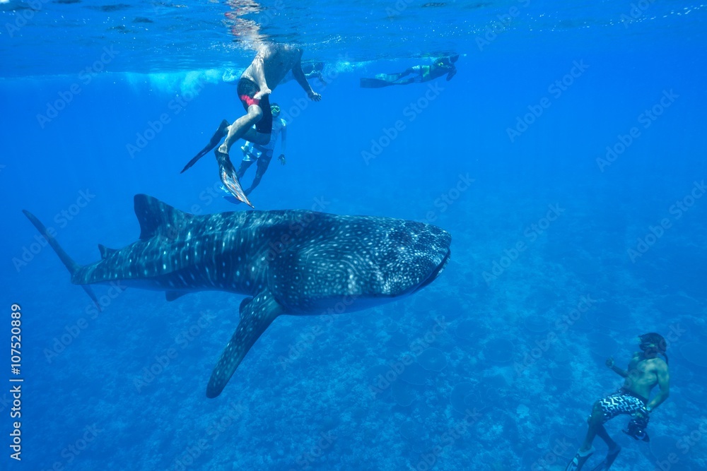 Obraz premium whale shark