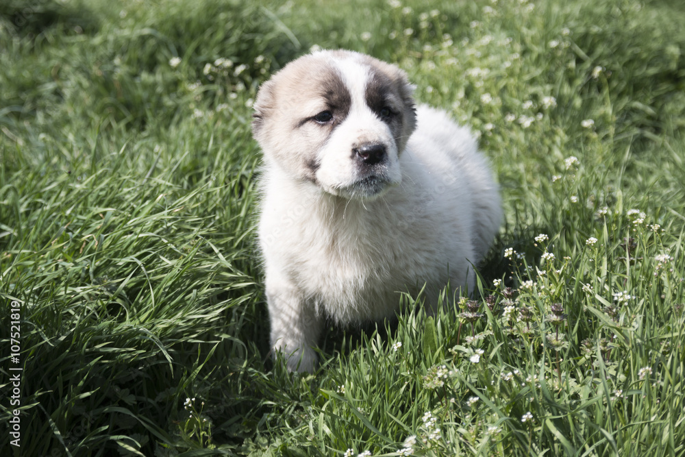 Puppy on a green field.