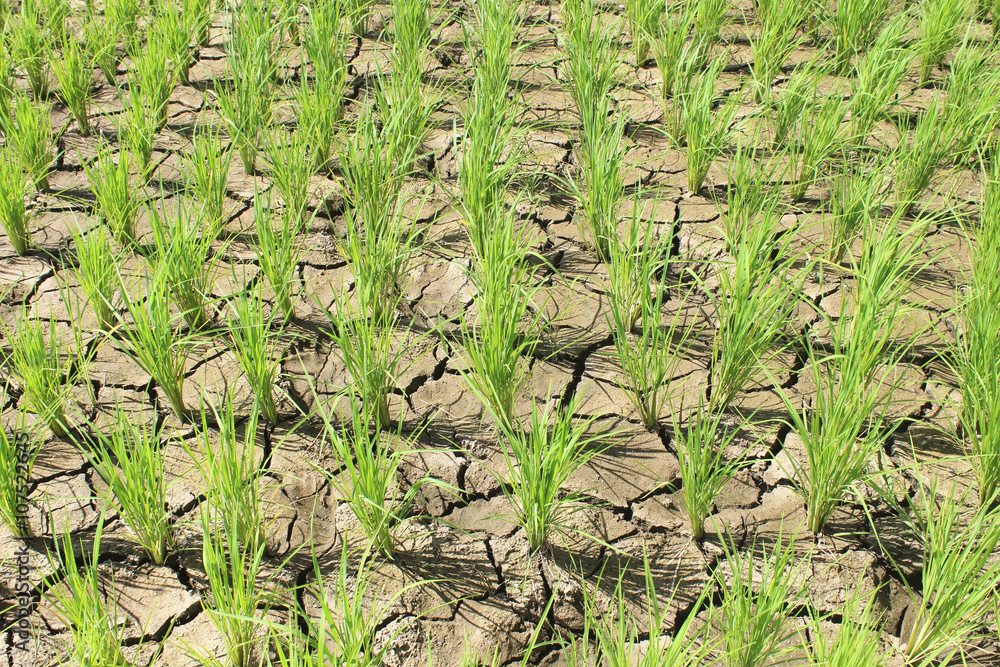 Green fields and the parched ground, The smell of fresh air Green fields and the parched ground, The smell of fresh air