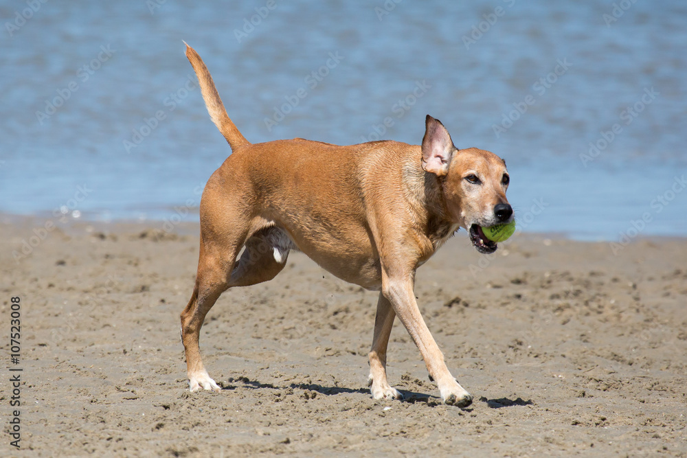 Hund mit Ball im Maul am Meer
