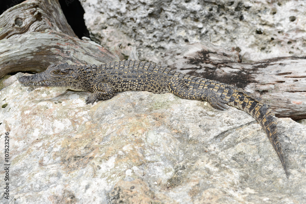 Fototapeta premium Crocodile on a rock at Giron