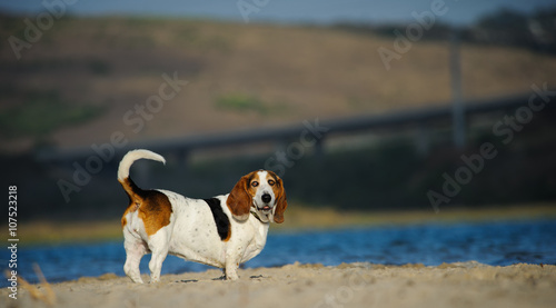 Basset Hound dog standing on the beach with lake, hills and bridge in the background