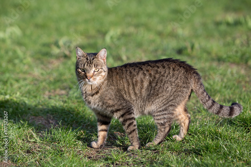  cat playing on the grass 