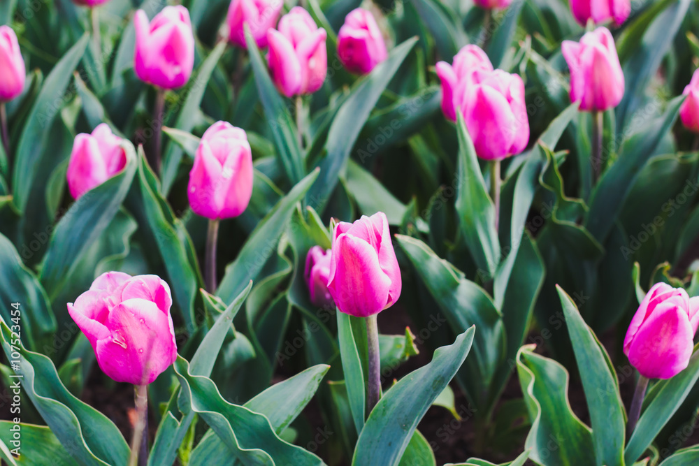Naklejka premium Розовые тюльпаны