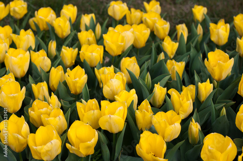 Желтые тюльпаны в саду