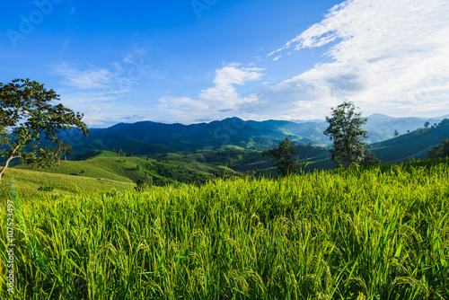 Φωτογραφία paddy field at mountain