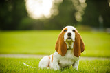 Basset Hound puppy sitting in a grassy park