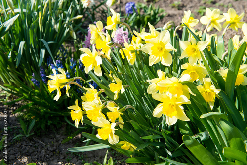 Flower bed with yellow daffodil flowers blooming in the spring, Spring flowers, floral, primroses