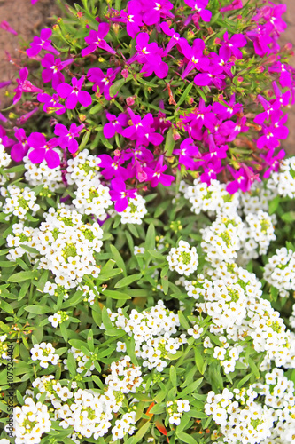 Pink and white flowers in park