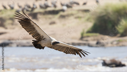 Predatory bird in flight. Kenya. Tanzania. Safari. East Africa. An excellent illustration. © gudkovandrey