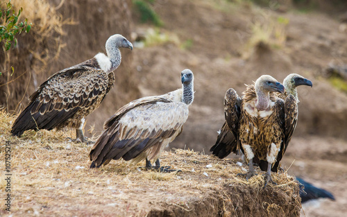 Predator birds are sitting on the ground. Kenya. Tanzania. Safari. East Africa. An excellent illustration.