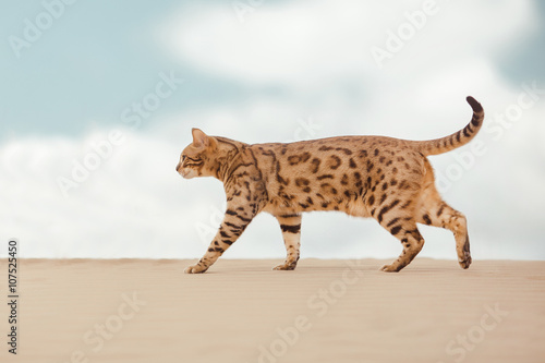 Foto Savannah cat in desert