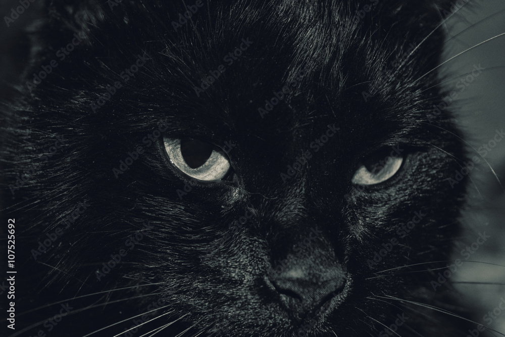 Черный кот. Портрет.