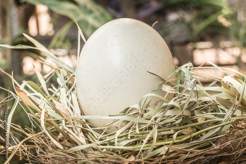 Ostrich egg in bird nest, big large dinosaur egg concept.