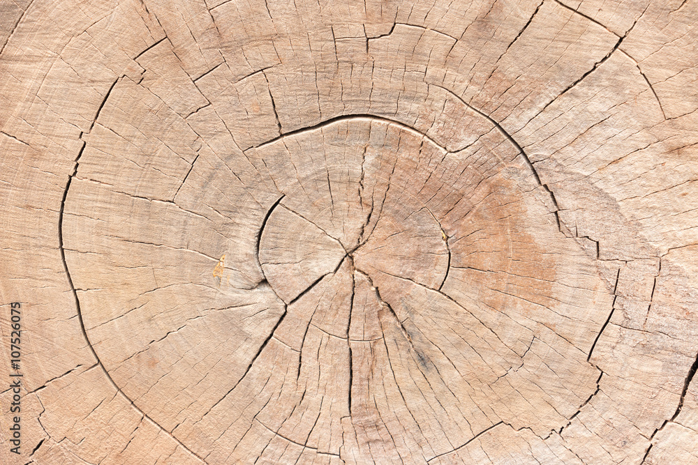Wood texture of cut tree trunk