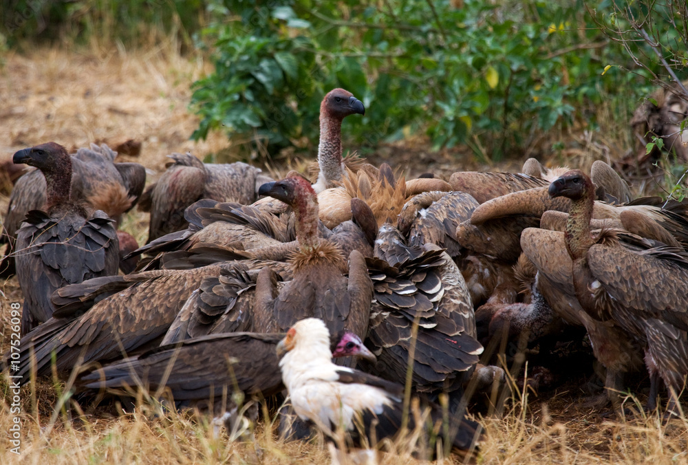 Fototapeta premium Predatory birds eat the prey in the savannah. Kenya. Tanzania. Safari. East Africa. An excellent illustration.