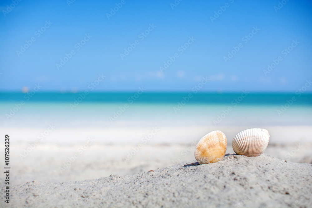 Shells on the sand beach Shells on the sand beach