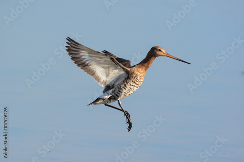 Pittima reale (Limosa limosa) in volo